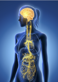 Anatomy diagram illustrating the vagus nerve connection from the brain through the heart, lungs, and digestive organs